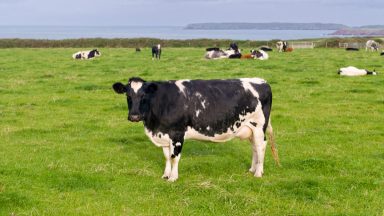 Mad cow disease: BSE case detected on Ayrshire farm in Scotland