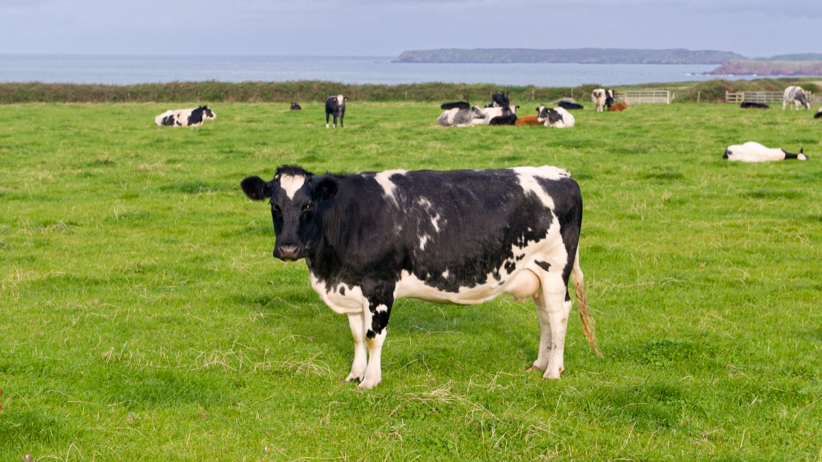 Elderly man ‘seriously injured’ after being attacked by ‘dangerously out of control cow’