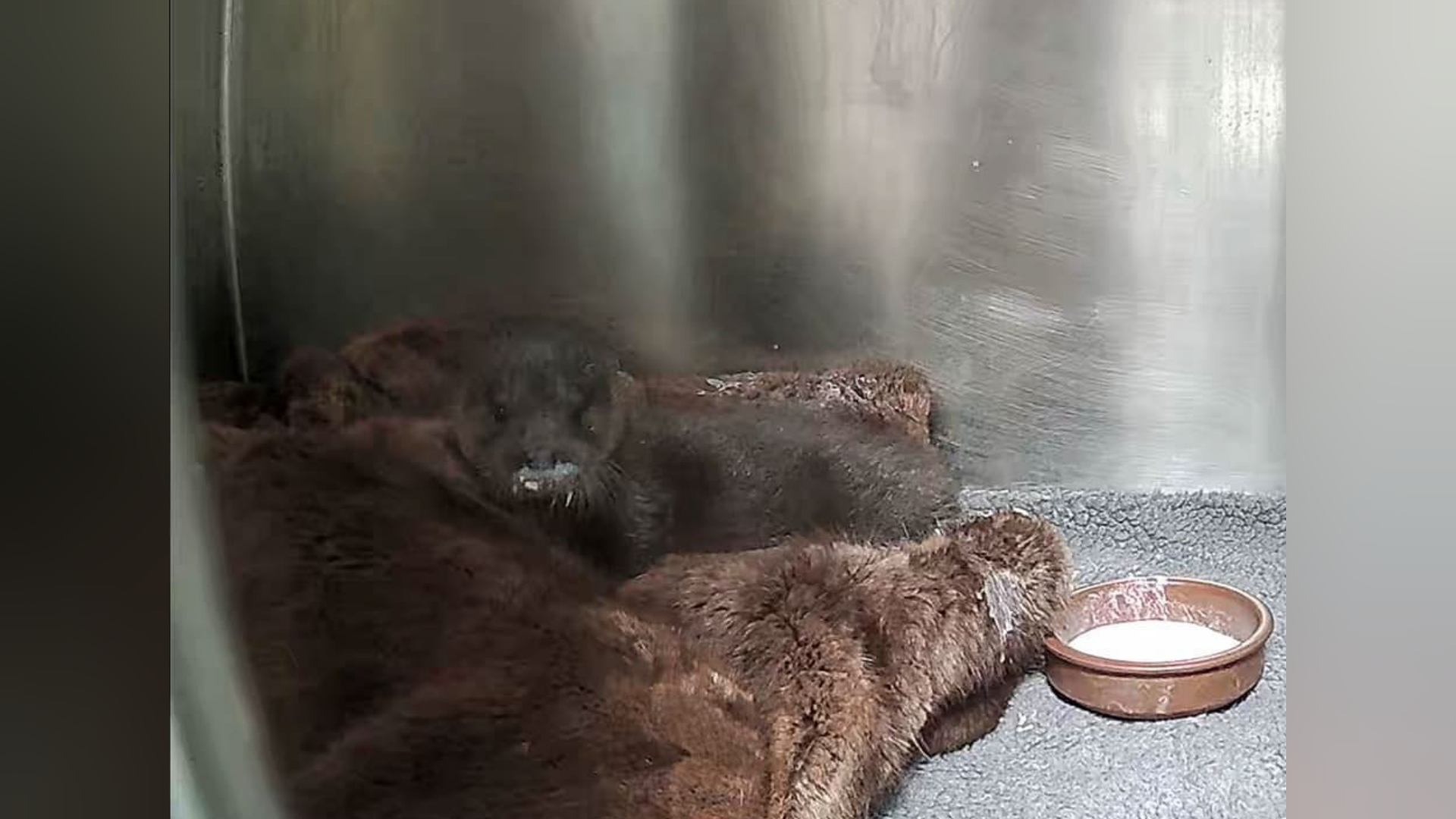 Five-week-old otter Baby Belle