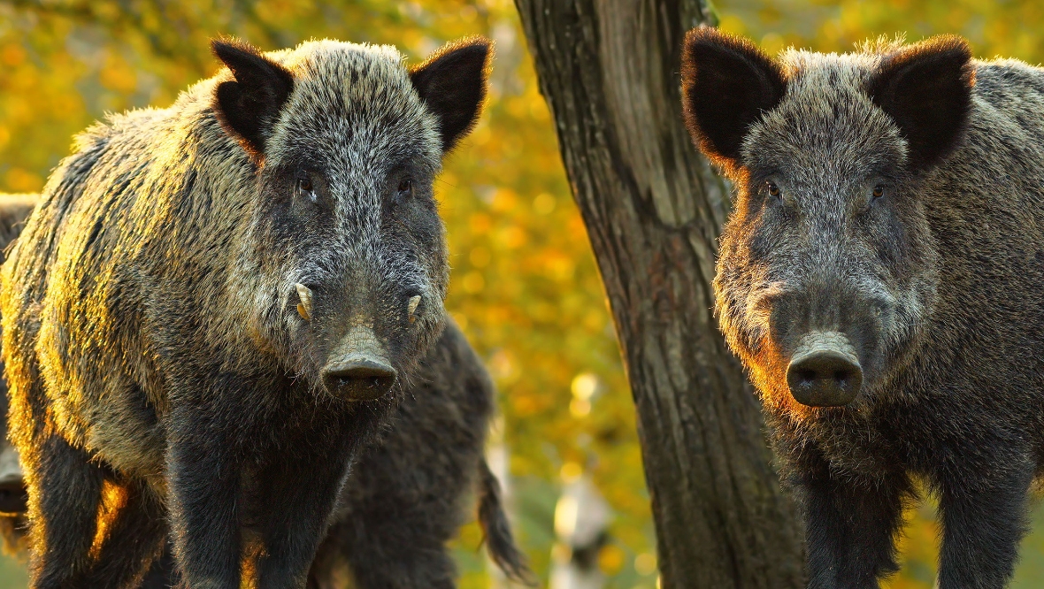 Public warning issued by Police Scotland after ‘wild boars’ released in Strachur, Argyll