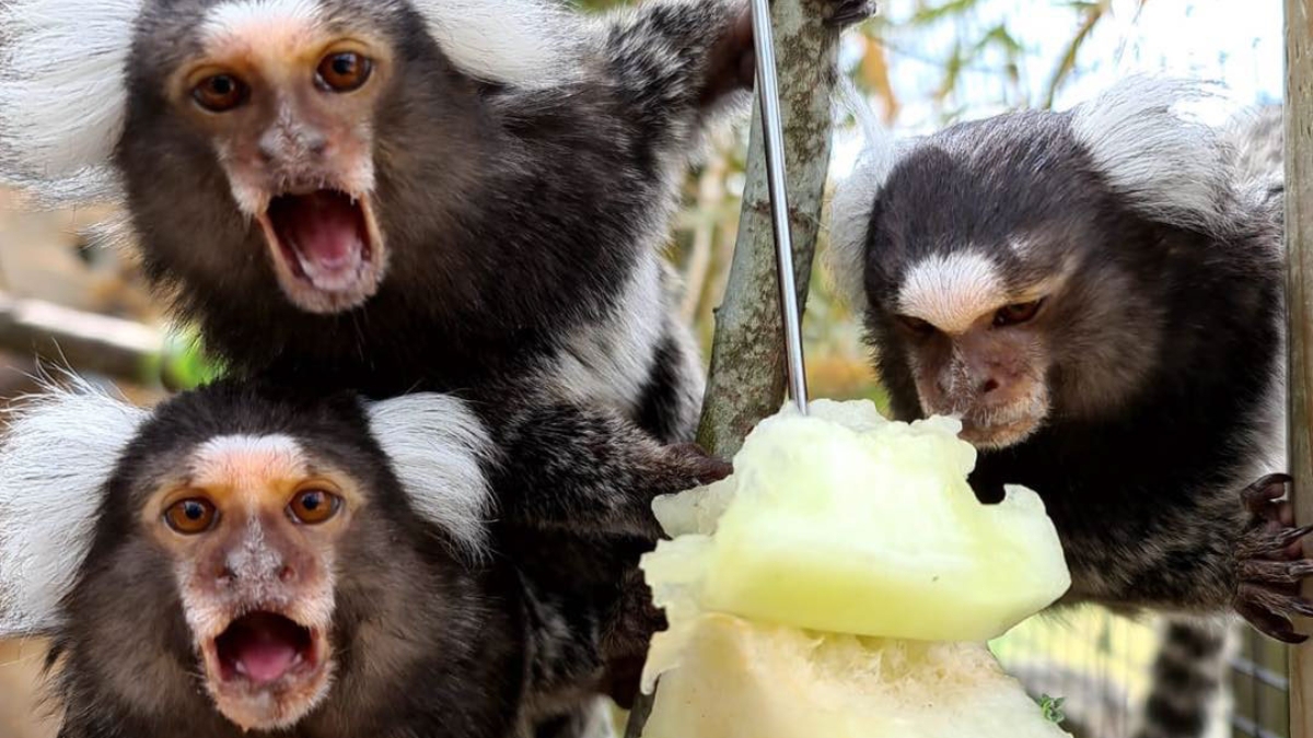 Family of marmosets rescued from ‘appalling parrot cage’ by Scottish animal charity ‘thriving’ at Fife Zoo