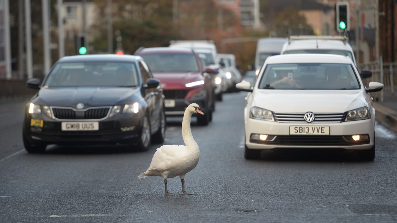 Brazen swan stops traffic in both directions on busy Maryhill Road in Glasgow