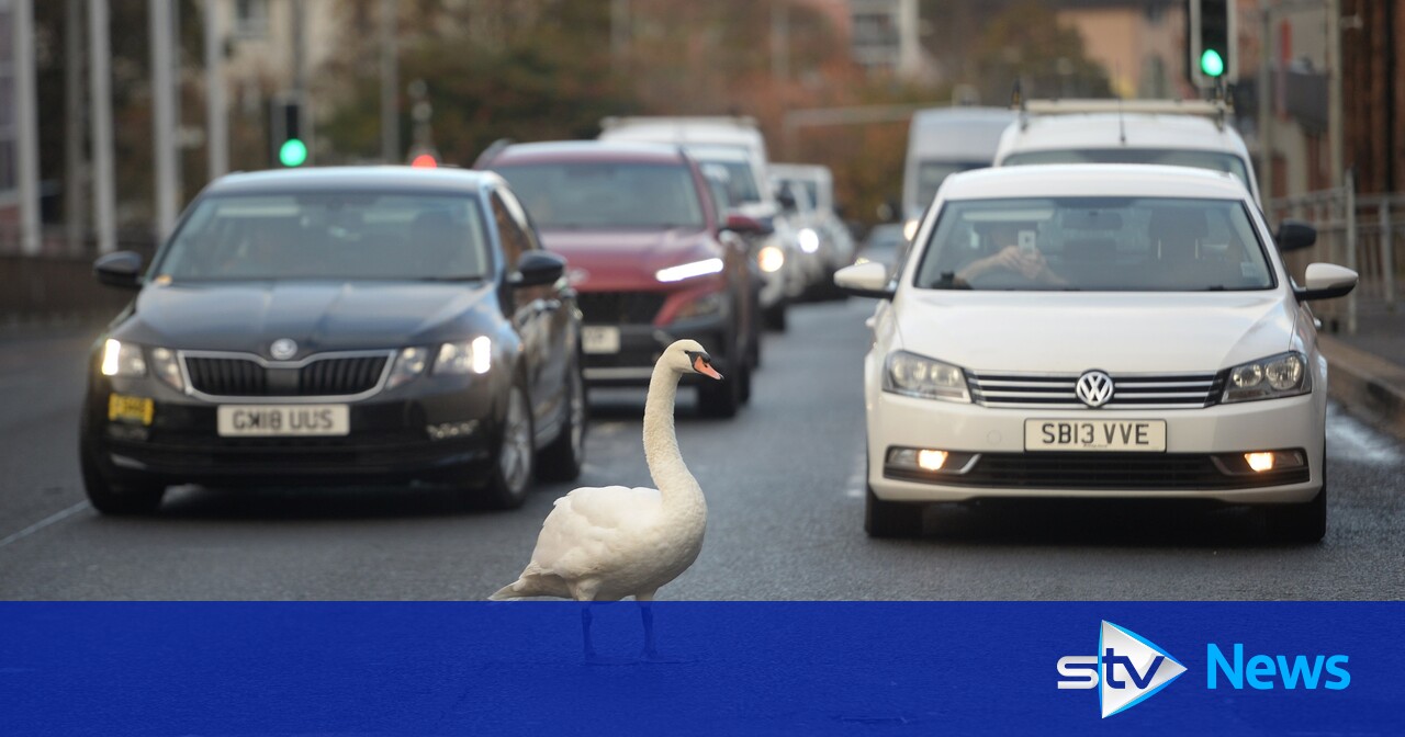 Brazen swan stops traffic in both directions on busy Maryhill Road in