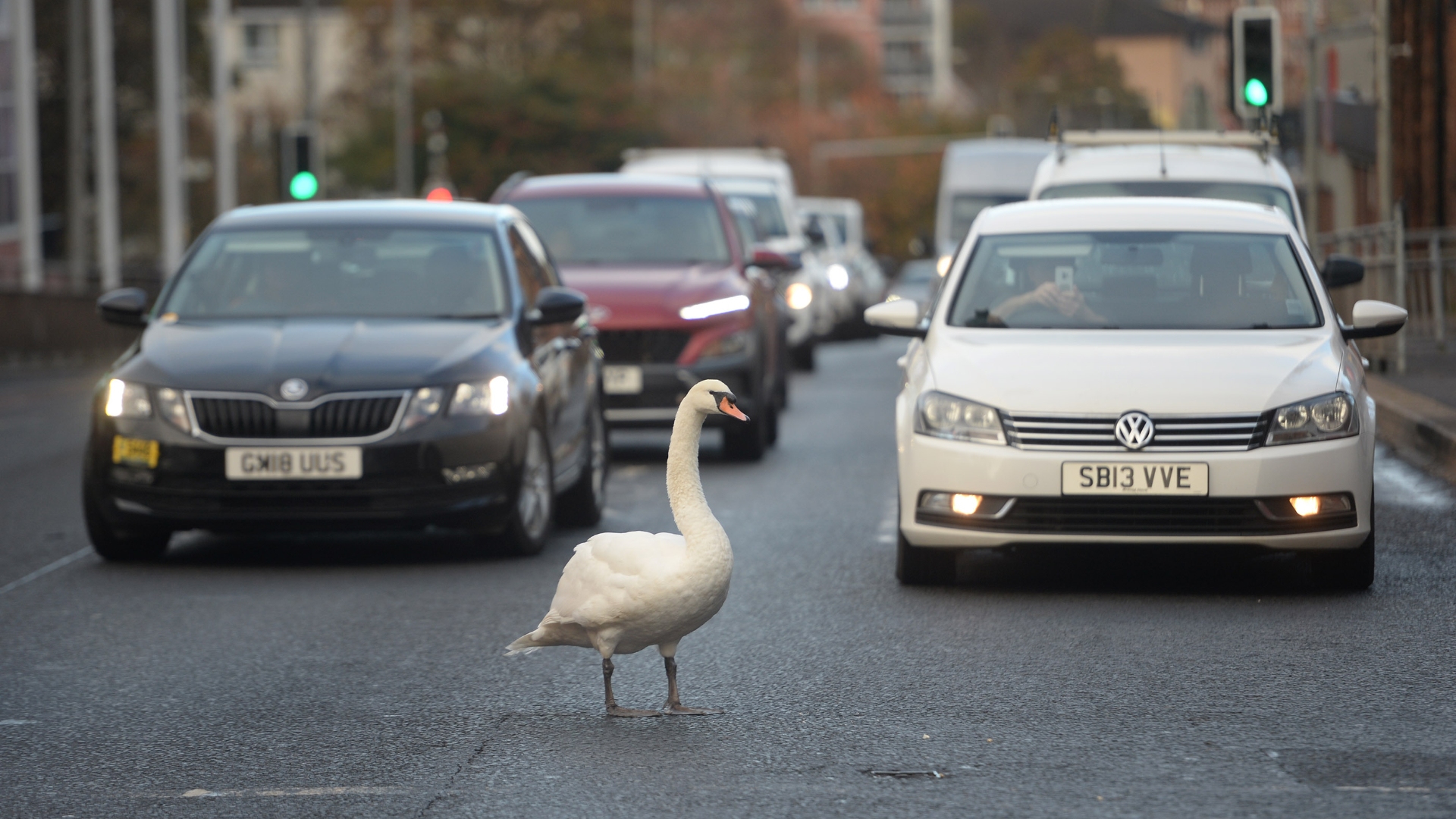 Brazen swan stops traffic in both directions on busy Maryhill Road in