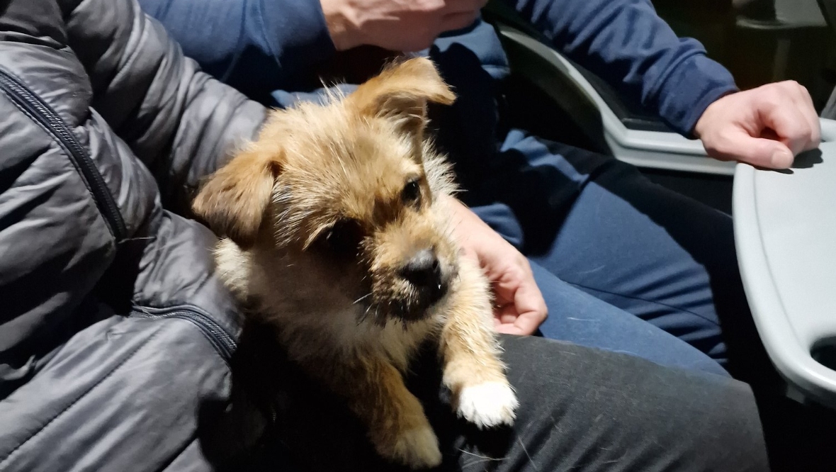 Turriff United rescue escaped Pomeranian cross pug puppy on A96 in Moray on Bonfire Night