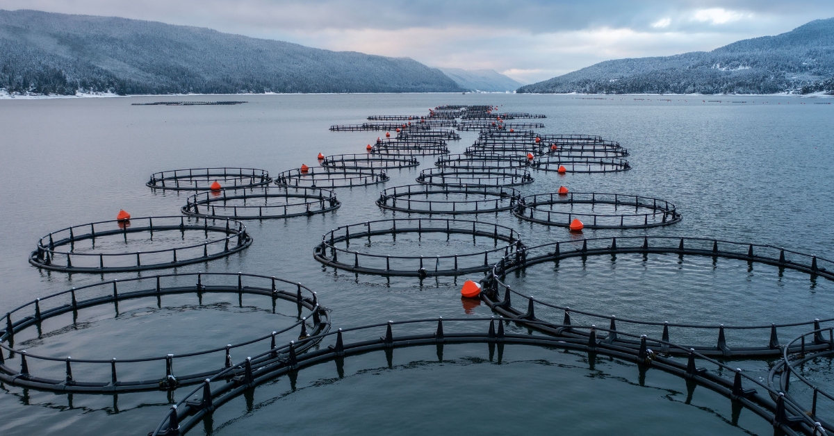 Campaigners call for halt on all salmon fish farm applications