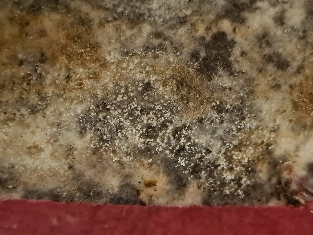 Mould found under carpets in the house. 