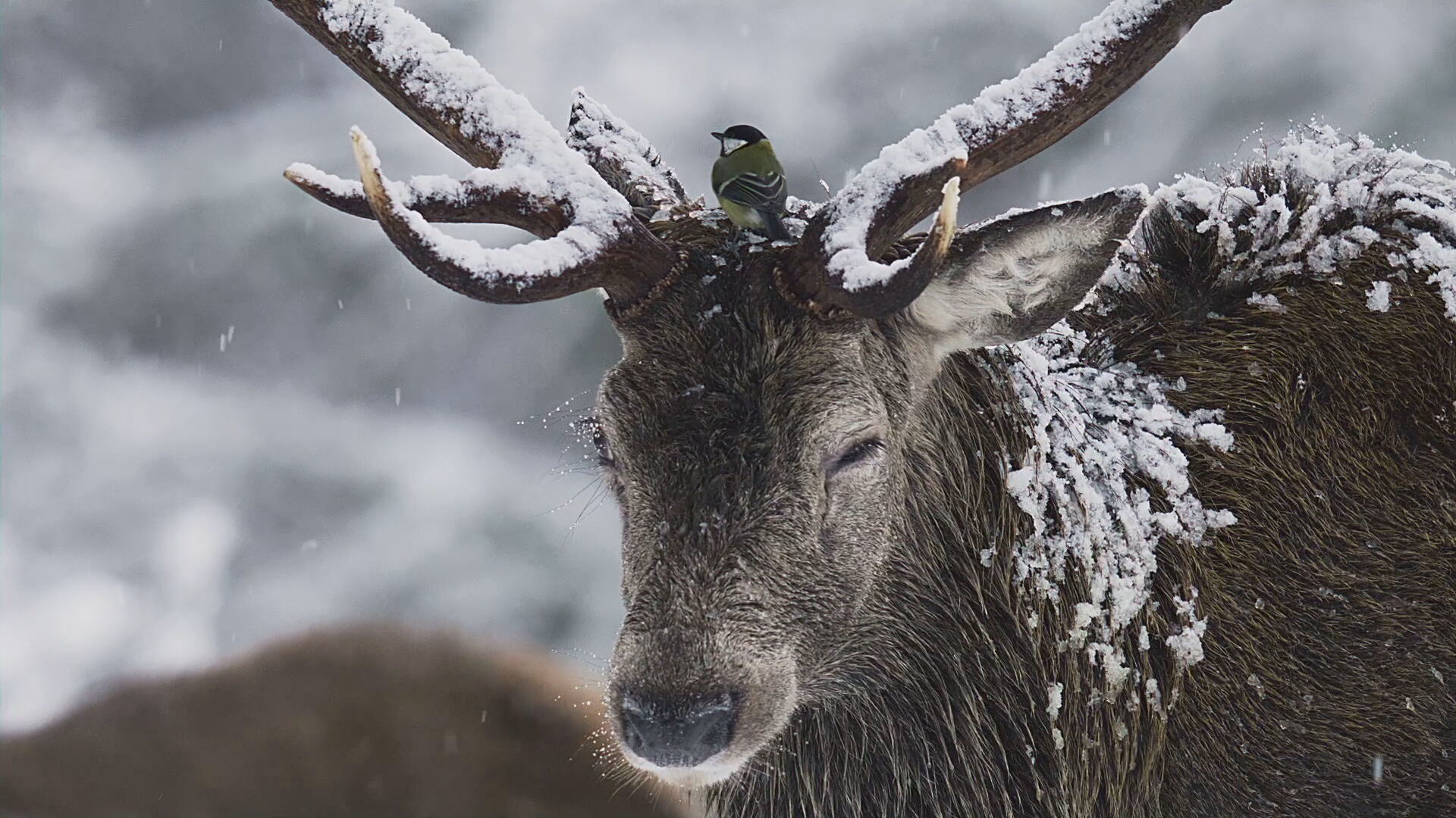 A stag deer with large antlers is seen covered in snow, with a small bird perched on its head.