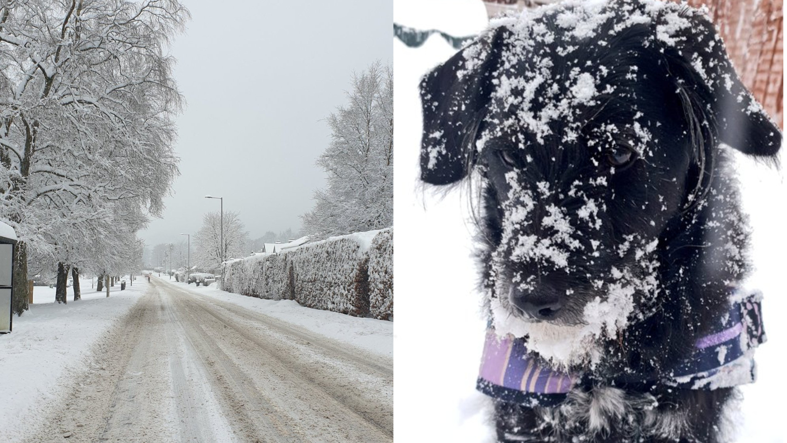 Laura Anderson shared images of her dog in the frosty conditions in Callander.