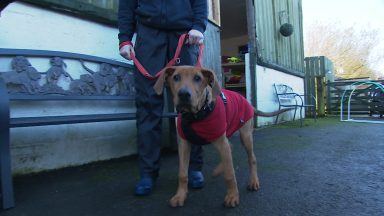Islay Dog Rescue Centre in Ayrshire sees people choosing between feeding pet dogs and children
