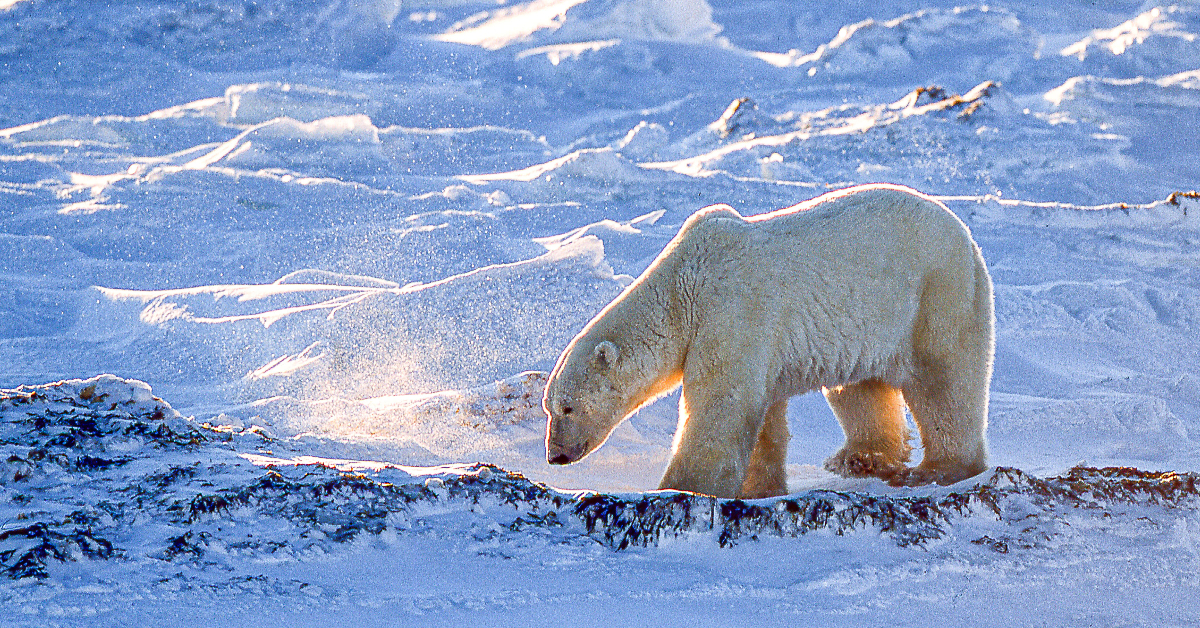 Canadian polar bears dying in high numbers, study finds