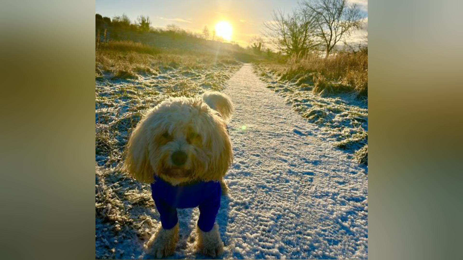 Cavachon Benji who's owners say 'loves the icy weather'.