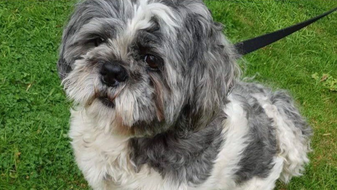 Family ‘devastated’ after taxi driver killed dog and fled from scene in Buckstone Bank, Edinburgh