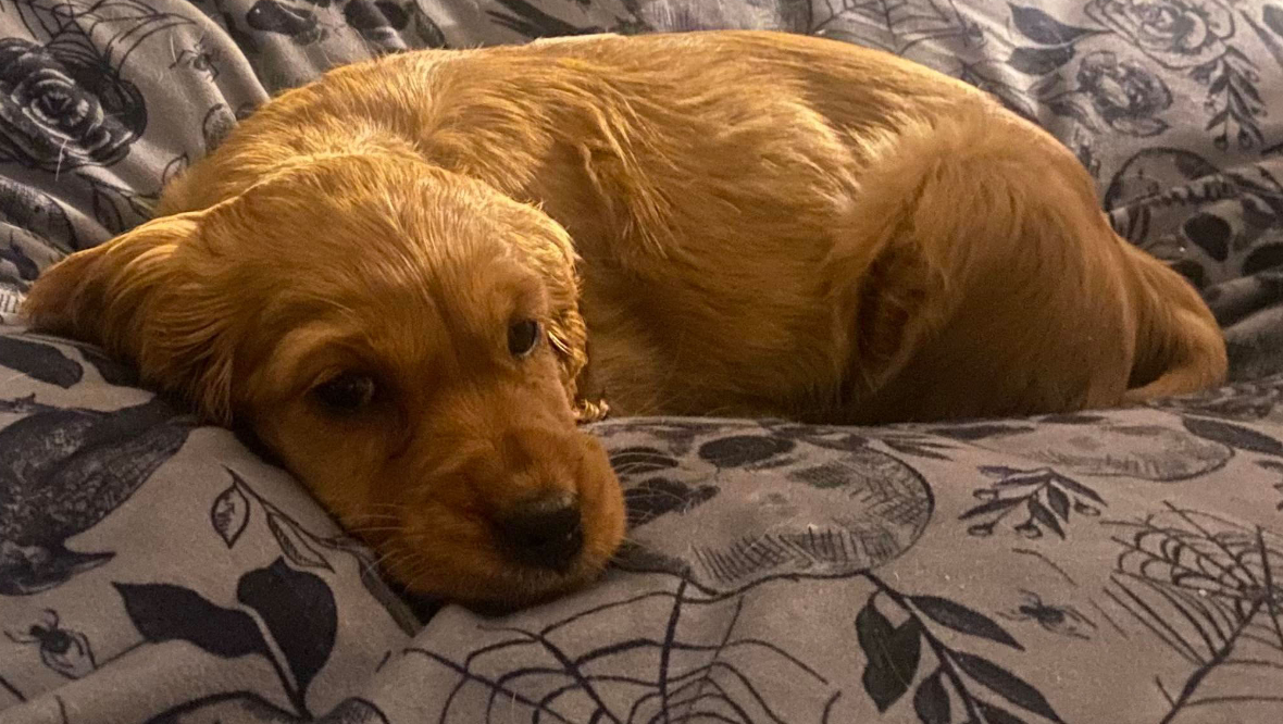 Couple ‘traumatised’ as cocker spaniel puppy dies just 24 hours after entering home in Bellshill, Glasgow