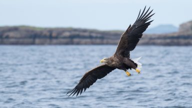 White-tailed eagle watched by millions on BBC Springwatch and RSPB camera flies west for Christmas