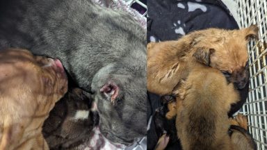 Dozens of puppies among 24 dogs rescued by Scottish SPCA on Christmas Day