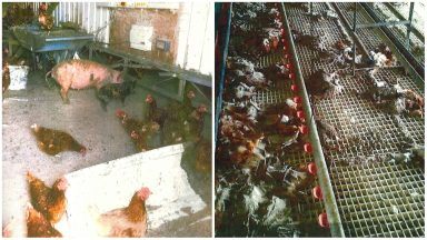 Caithness egg farmer jailed after rat-infested site led to death of around 2000 hens