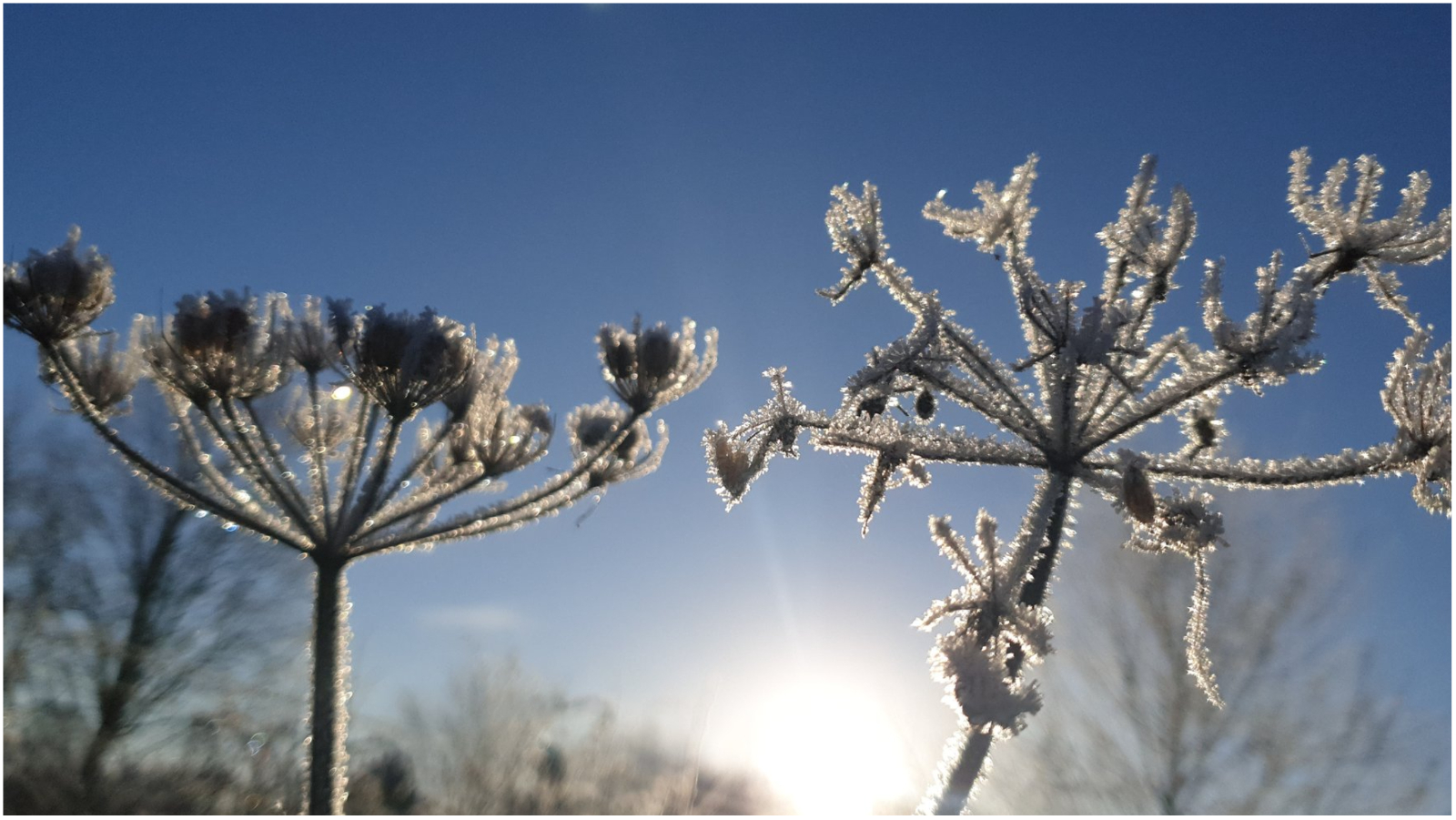 The sun made frozen plants glisten.