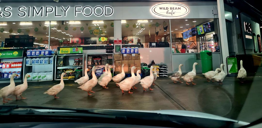 Geese congregating at an M&S garage in Annandale