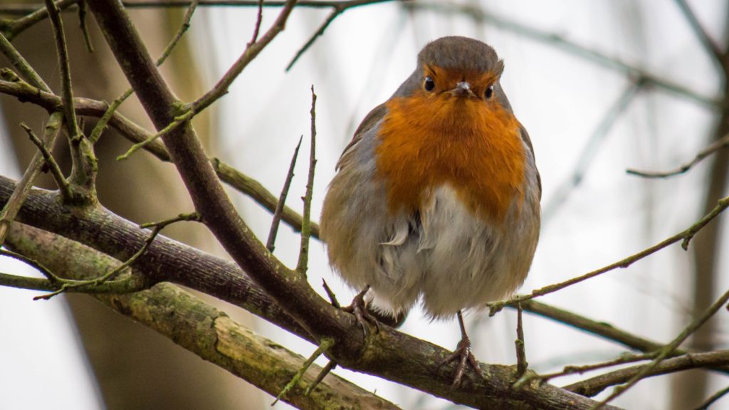Angry robins Rural birds 'more physically aggressive' when exposed to