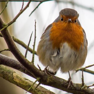 Who, what, why: How aggressive are robins? - BBC News