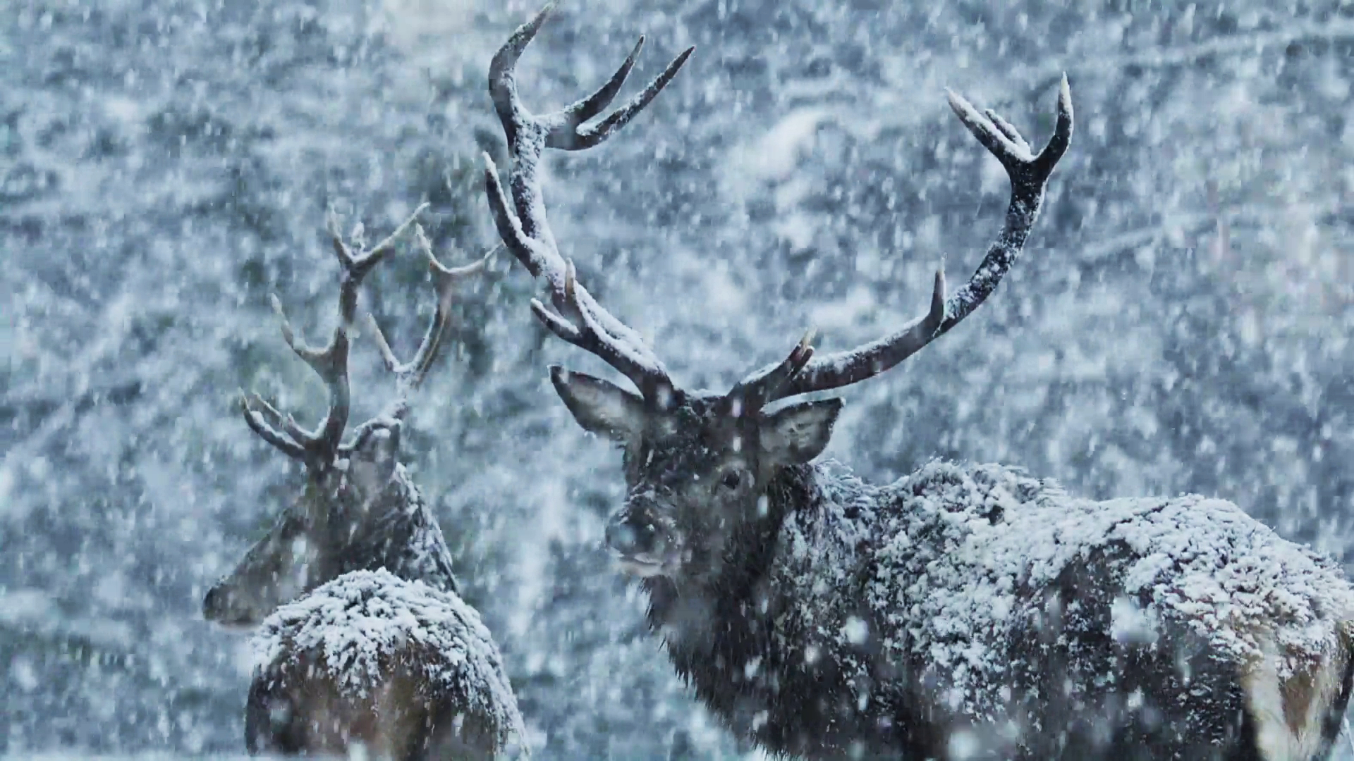 Stags amid snowy scenes in the north of Scotland.