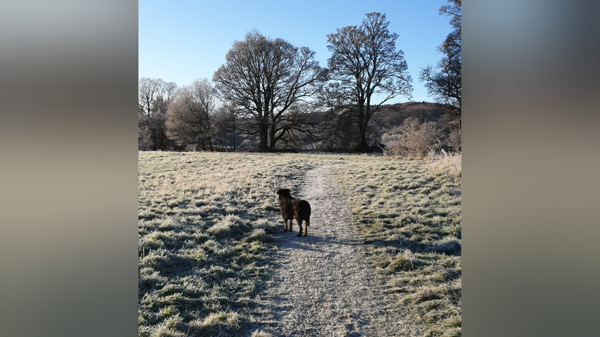 Dog out enjoying the snow.