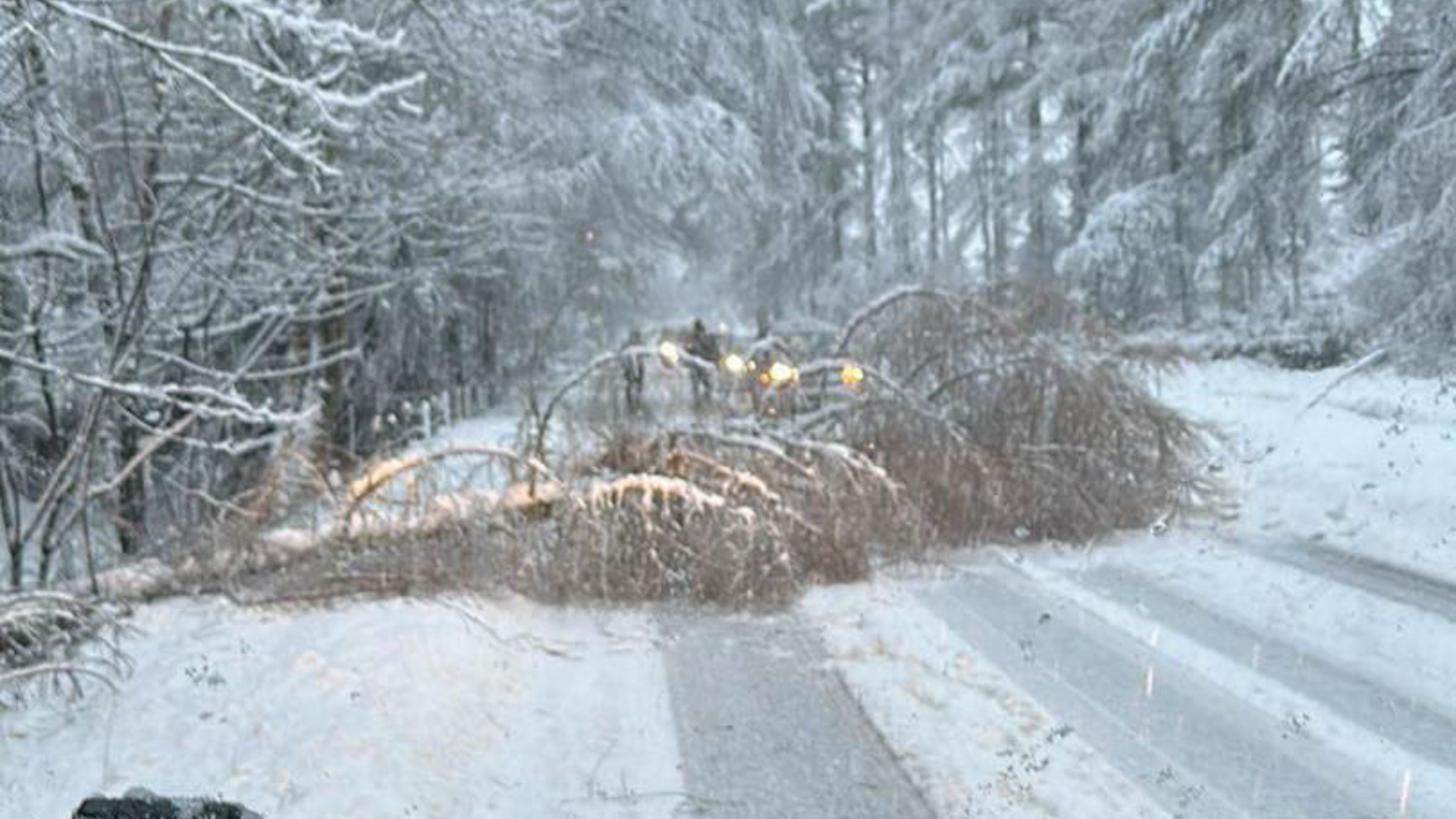 The road between Tillyfourie and Millbank is blocked by a fallen tree, reported Fubar News, after Arctic temperatures left a covering of snow across the Aberdeenshire.