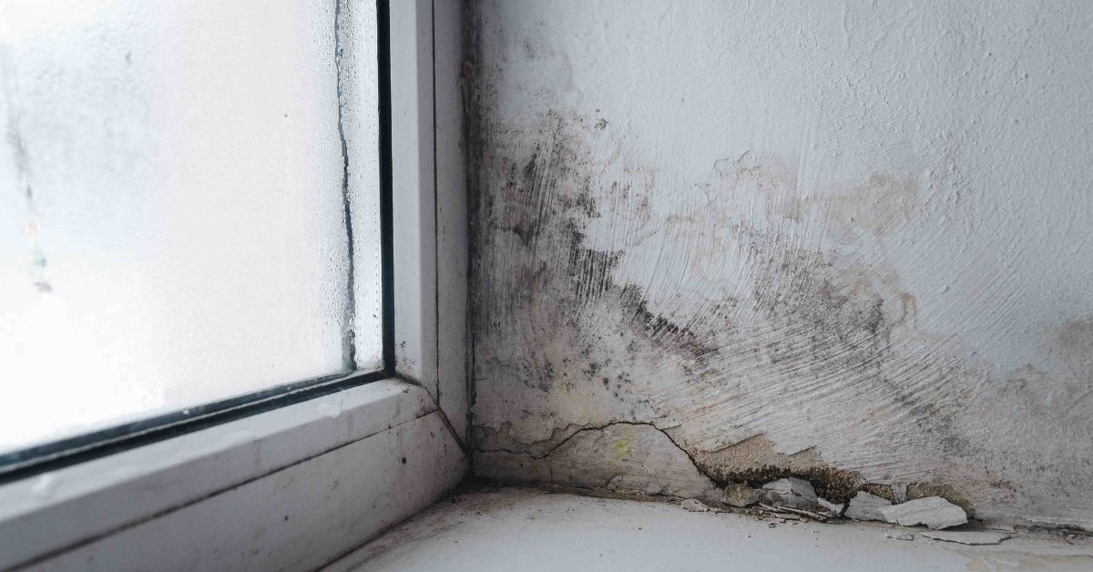 Householders warned of cold-callers claiming to deal with toxic mould as Glasgow woman almost conned out of £7k