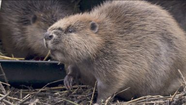 Beaver family relocated to Loch Lomond from Tayside