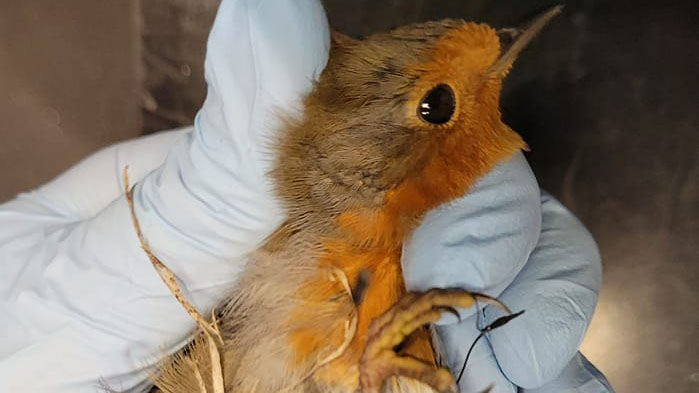 Robin found tangled in chicken netting in skip in New Deer rescued by The New ARC animal charity