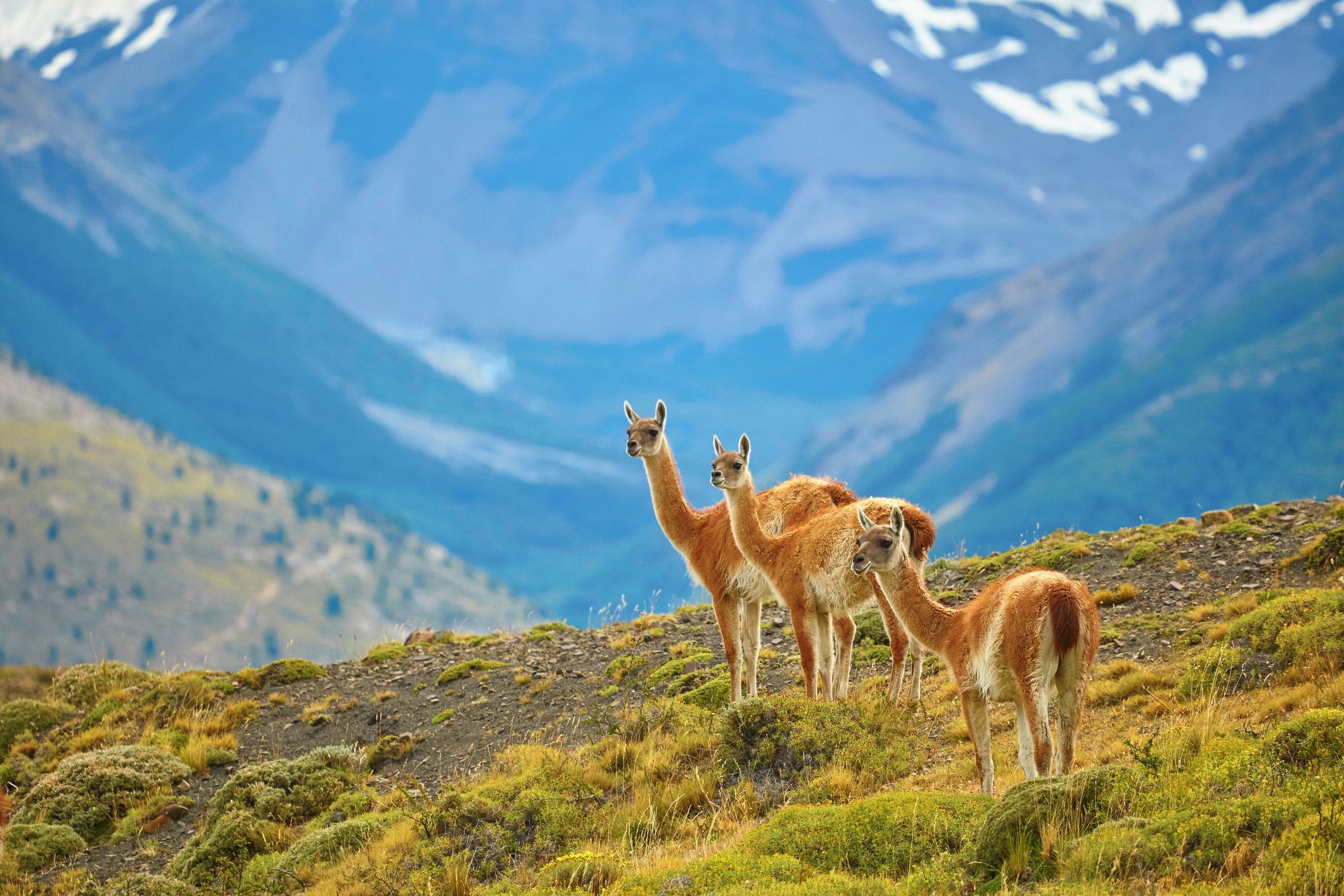 Guanaco, pictured in their natural habitat in Chile, rather than Dumfries. (Image: iStock)