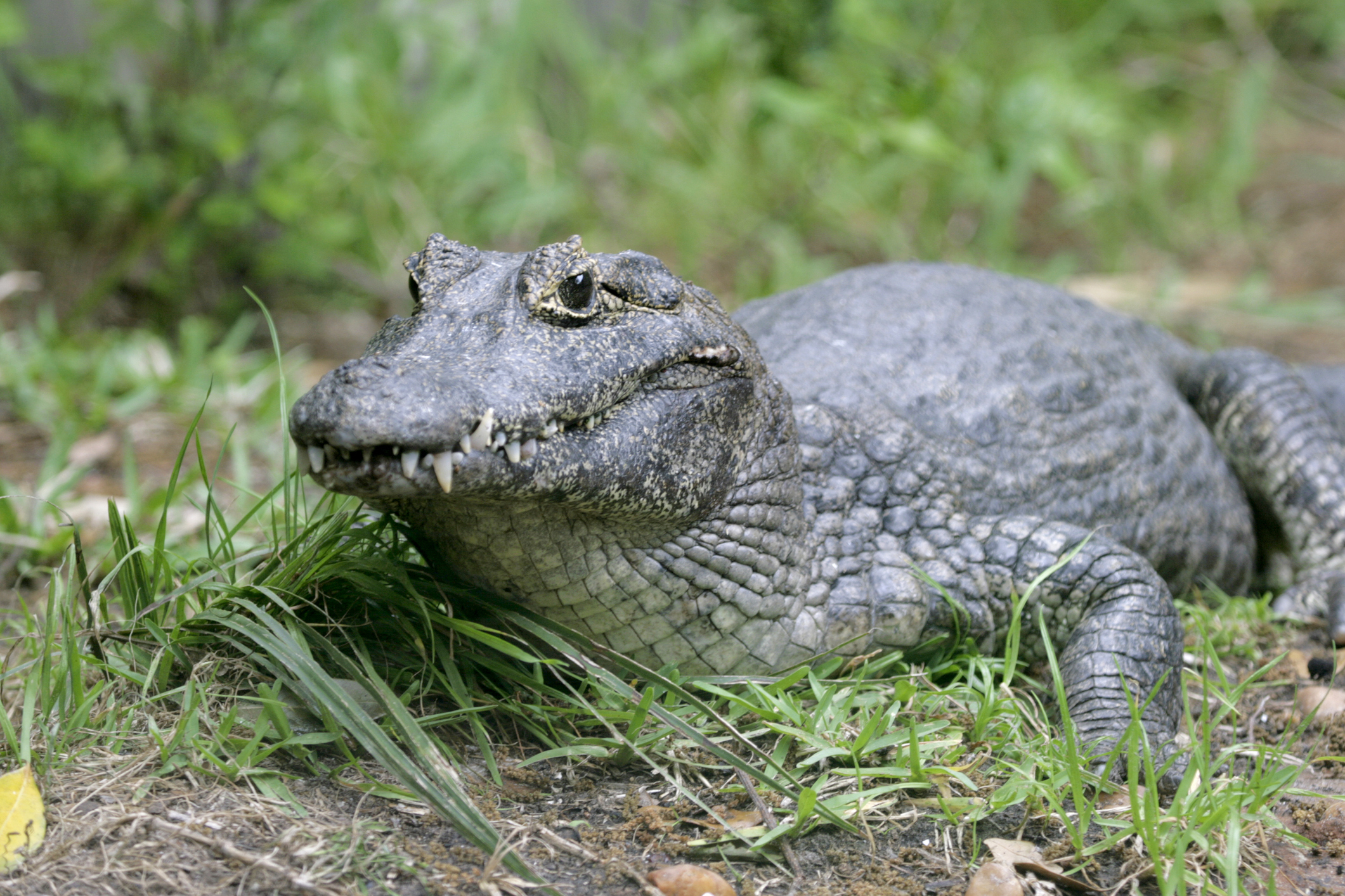 A dwarf caiman, which is held under license in Angus. (Image: iStock)