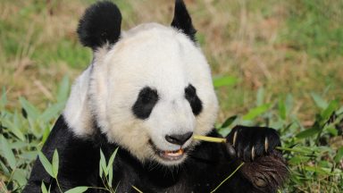 Edinburgh Zoo giant pandas set for China return after Tian Tian ‘did not swipe right’