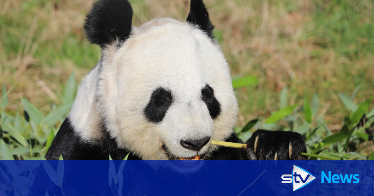 Edinburgh Zoo giant pandas set for China return after Tian Tian 'did