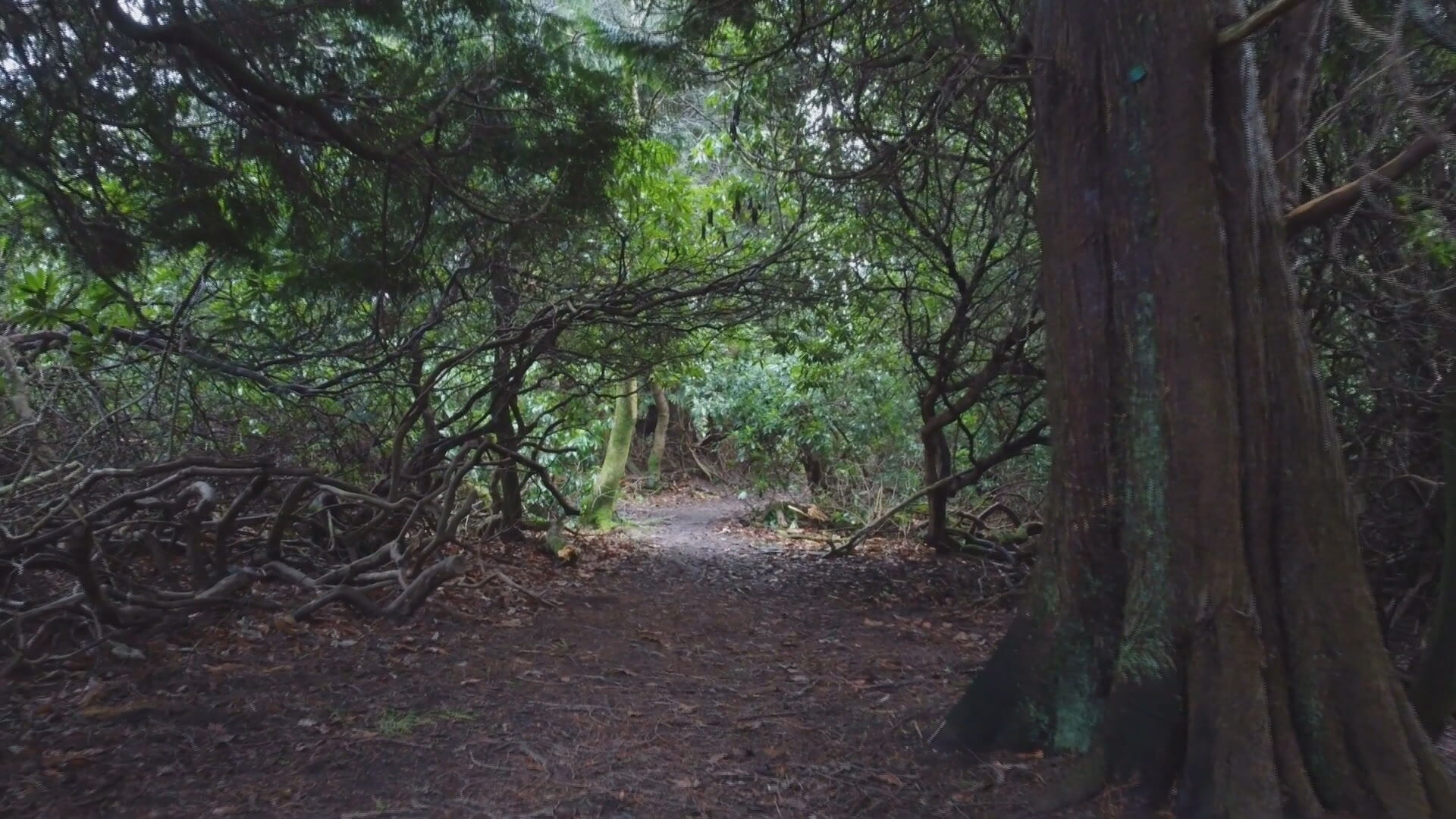 The body of 'Balmore Man' was found in woodland near Glasgow.