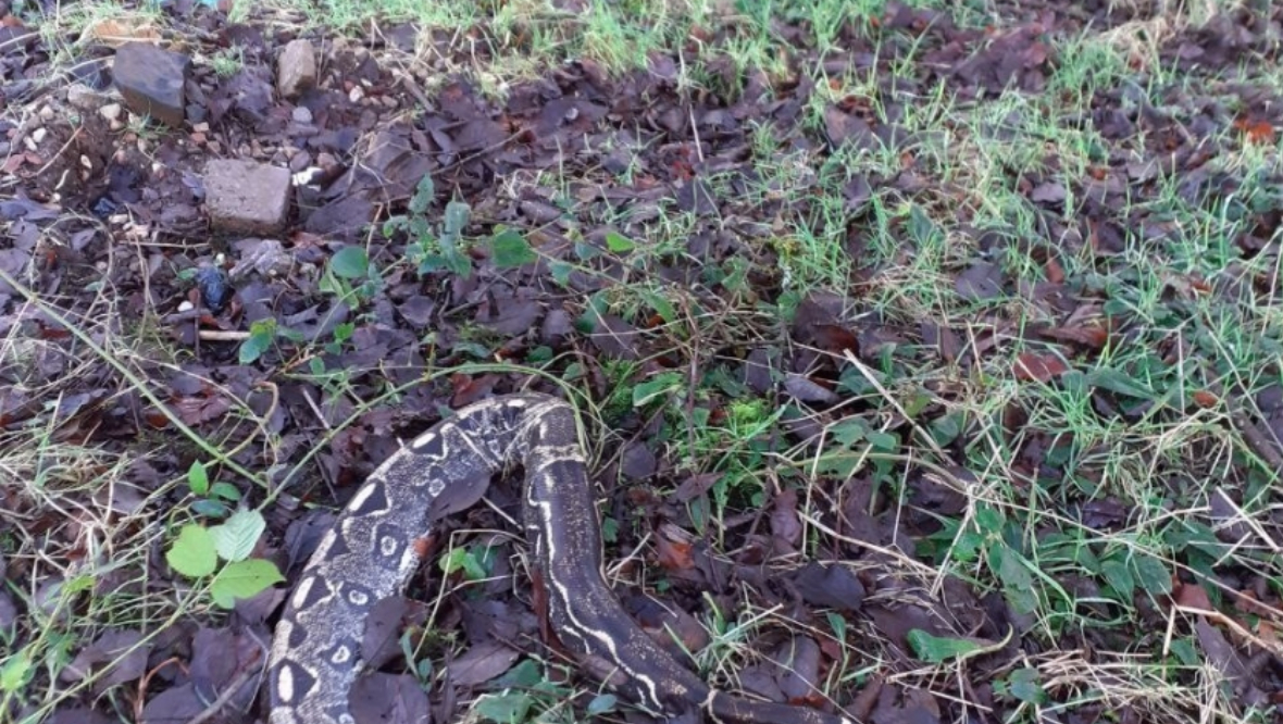 Dead snakes discovered at Carbeth Loch as investigation launched