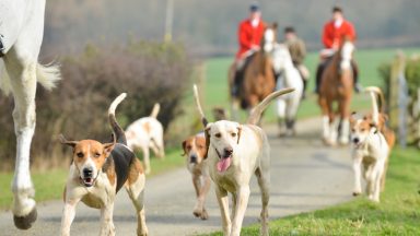 New fox hunting bill to pass in Scottish Parliament 20 years on from ban