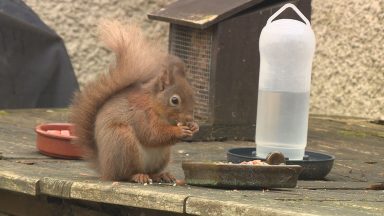 Sightings of red squirrels in Scotland have tripled