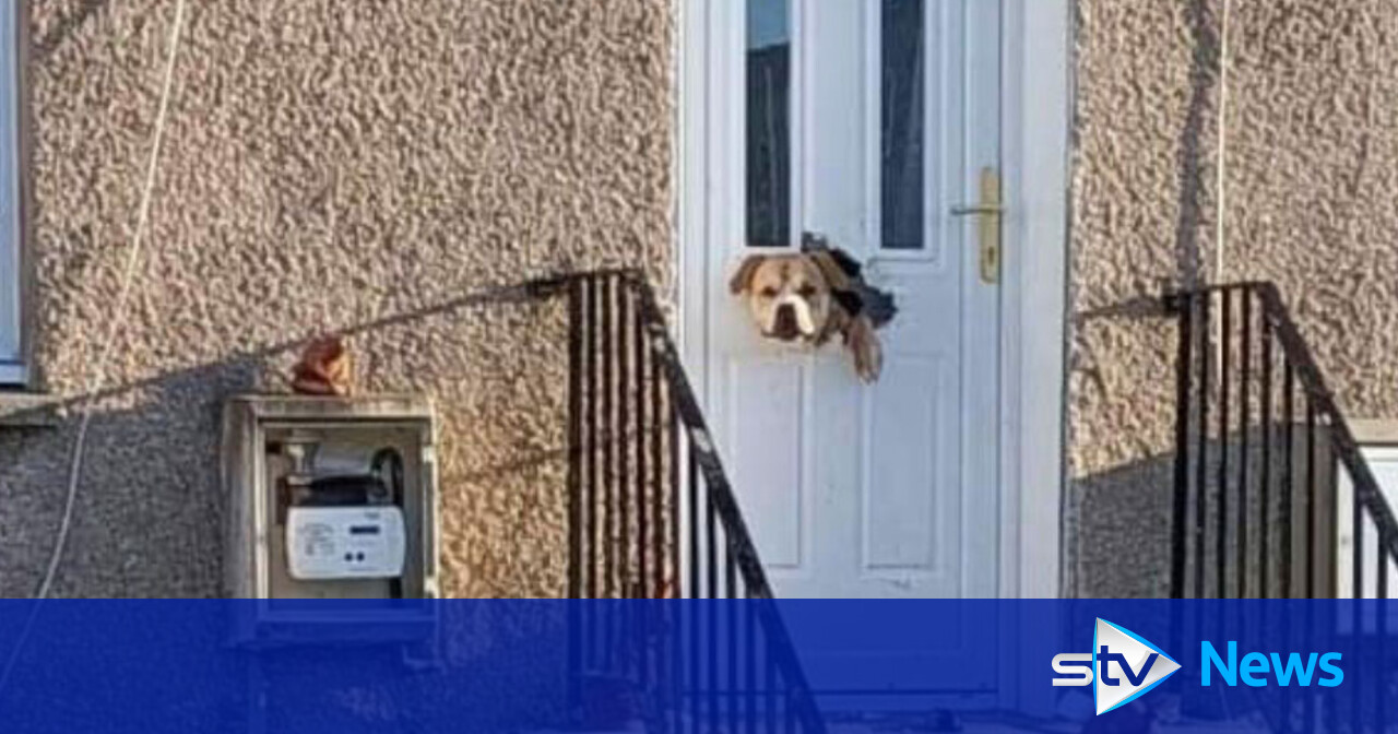 Family left with 300 pound bill after 'softy' dog chews through door in