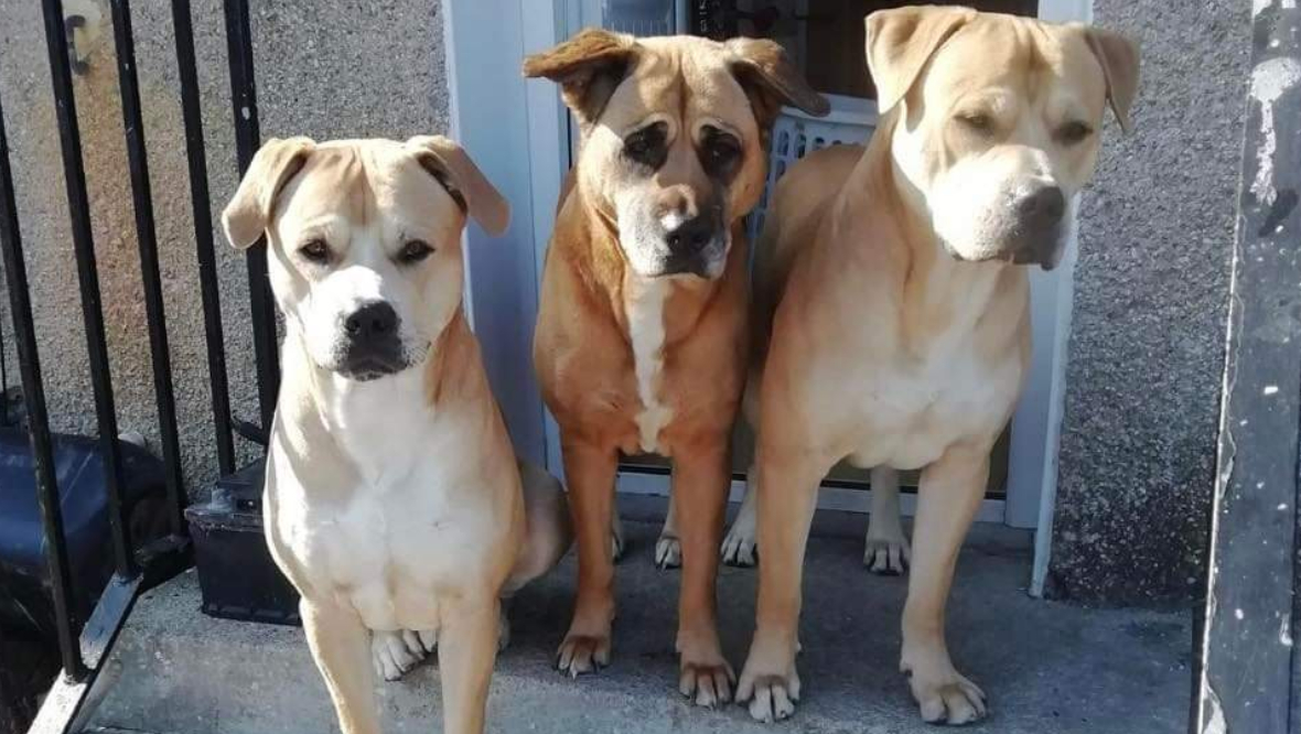 Angel (L) has a brother (Demon) and sister (Bear). 