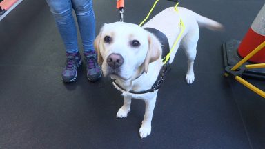 Guide Dogs Scotland makes urgent appeal for new foster homes at training centre in Forfar