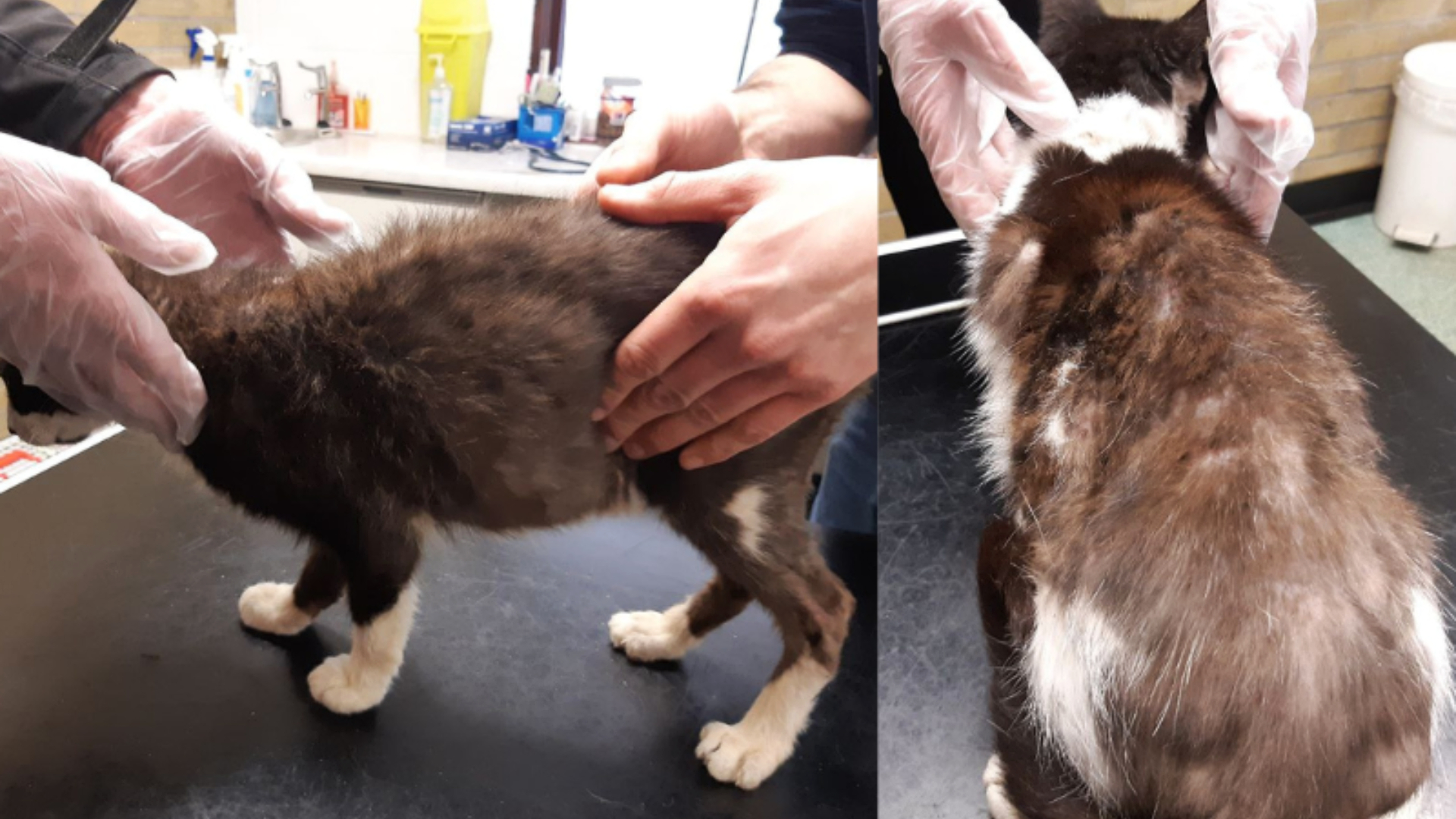 Two cats, both aged seven years old and named Ruff and Tumble, were suffering from sore and irritated skin and had significant hair loss.