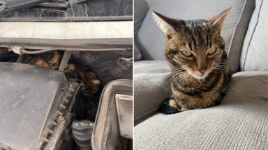 Cat missing from Selkirk for two weeks goes on 100km trip across Scotland under truck bonnet