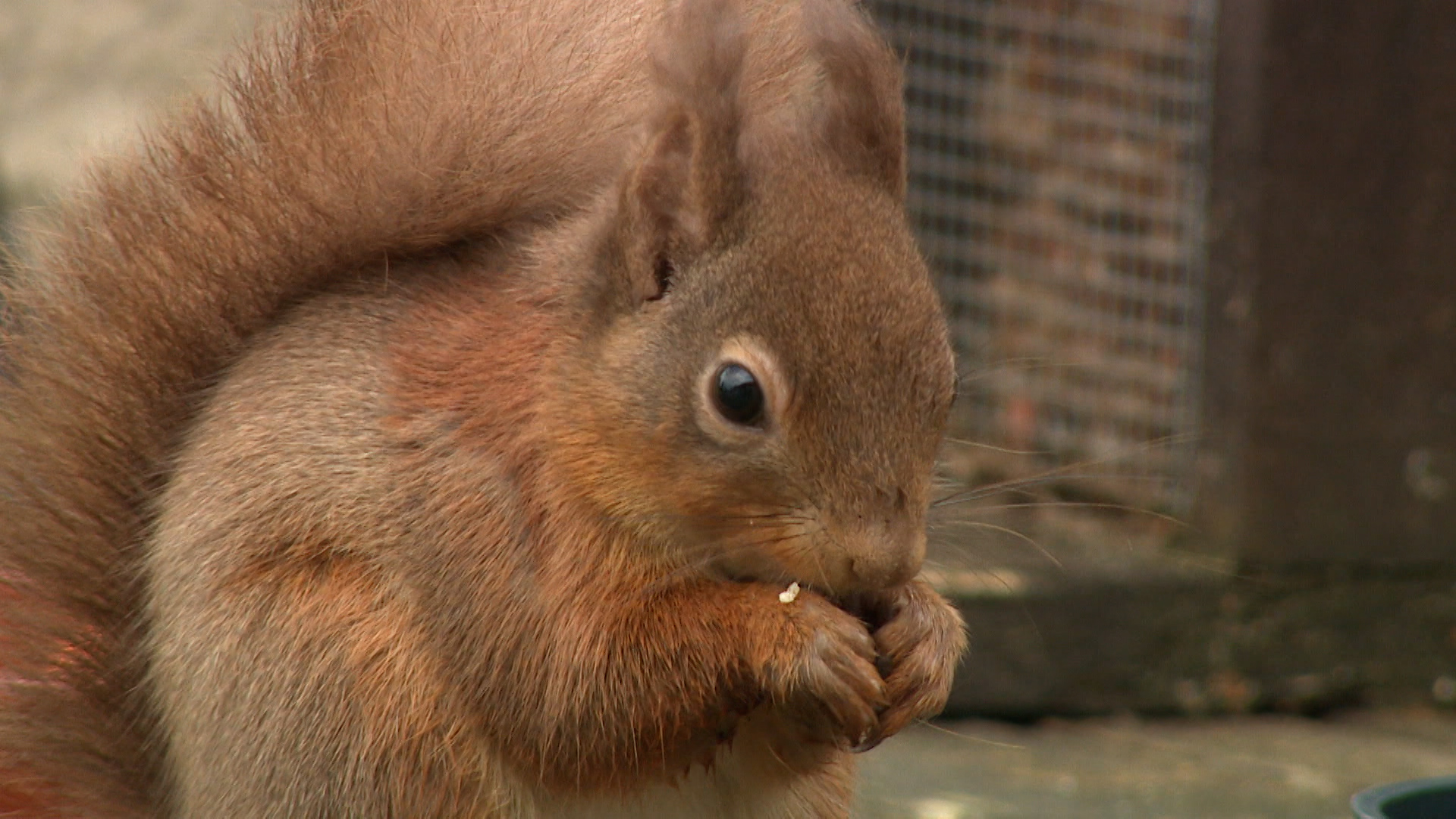 Red squirrels are native to Scotland but are threatened by the invasive grey.