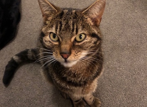 The 'homely' cat went missing on January 11. 