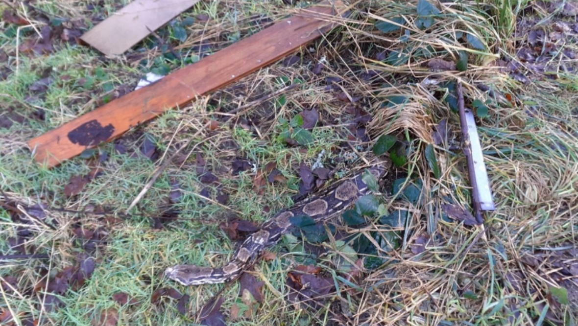 The snakes were discovered next to Carbeth Loch. 
