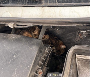 Pixie was found in the engine bay of the recovery truck. 