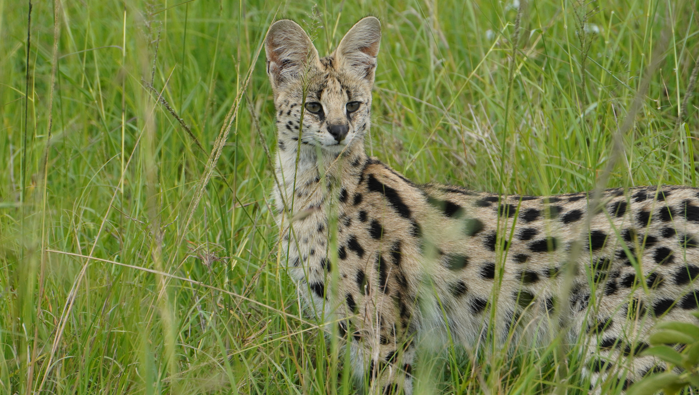 The serval is one of Scotland's most popular 'exotic pets' despite fears over cross-breeding with domestic cats. (Image: iStock)