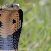 Snake on a plane: Highly venomous cobra found under pilot's seat, World  News